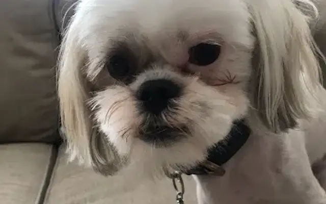 PetSmart Grooming in Houston, TX