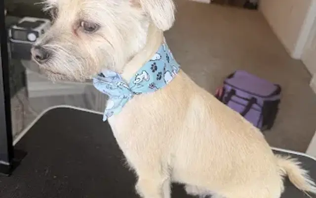 DreamCare Pet Spa in Greensboro, NC
