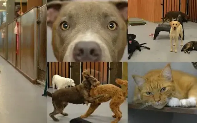 Pet Lodge & Spa in Leesburg, FL