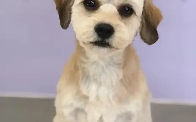 Buddies Pet Spa in Marshfield, MA