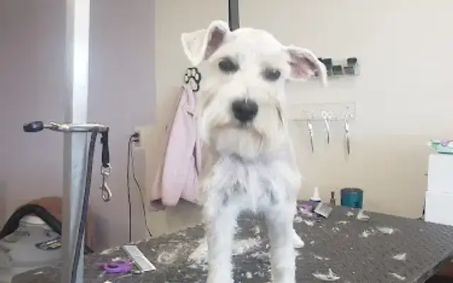 Scruffy to Fluffy Dog Grooming in Alamogordo, NM