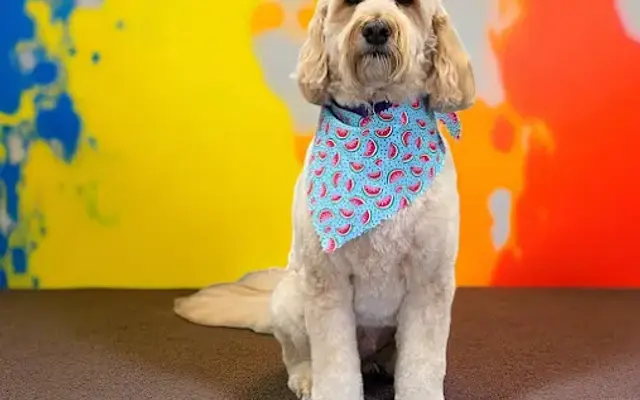Zen Jen's Pet Grooming in Bellefontaine, OH