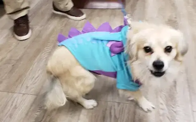 Cheap Shots, Second to None Pet Services - Veterinarian & Animal Hospital in San Leandro, CA