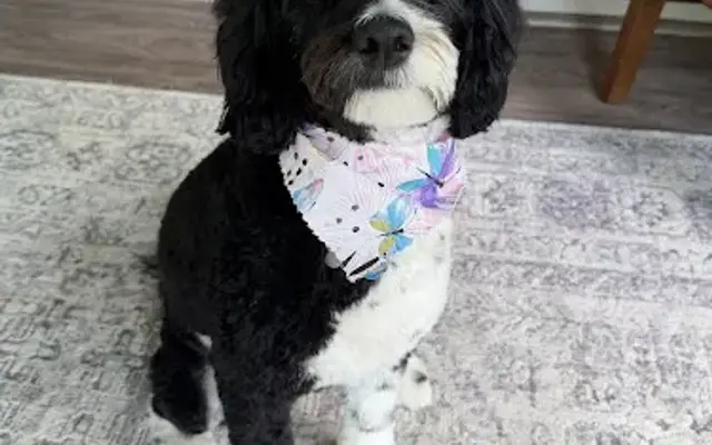 Animal Arts Grooming Salon in Noblesville, IN