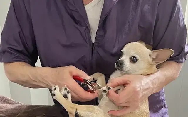 A Cut Above Pet Grooming in Bath, NY
