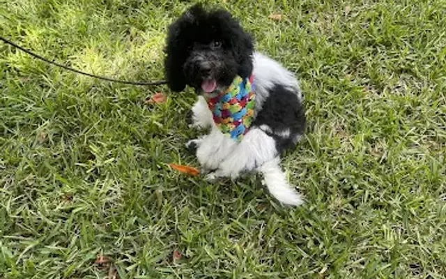 Palmetto Kennels in Ocala, FL