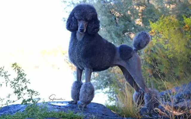 Posh Paws Parlour & Boarding in Sioux Falls, SD