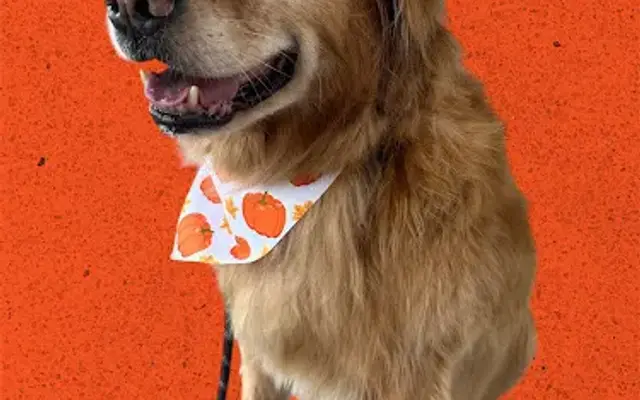 PoshPups Pet Care in Weatherford, TX