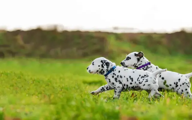 Primary Veterinary Care in Gretna, LA