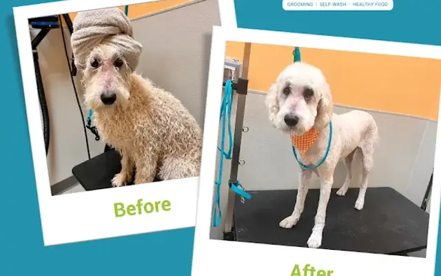 Pet Evolution - Aliso Viejo, CA - Grooming | Self-Wash | Healthy Food | Mobile Nail Trim in Aliso Viejo, CA