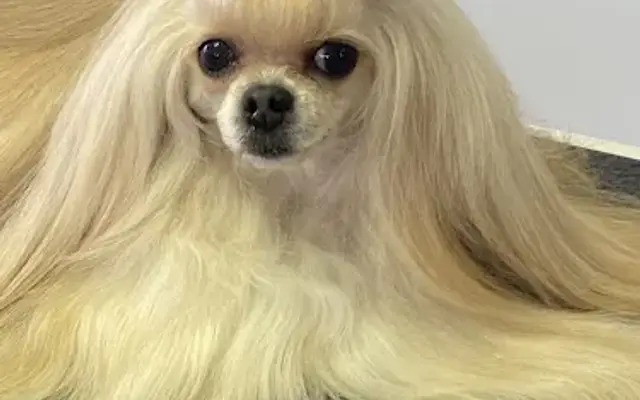 K9-5 Dog Grooming in Buckley, MI