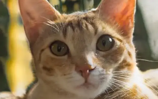 Cats With Jazz LLC in Sausalito, CA