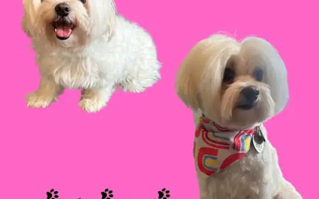 Trinity’s Pampered Pets Spa in Powhatan, VA