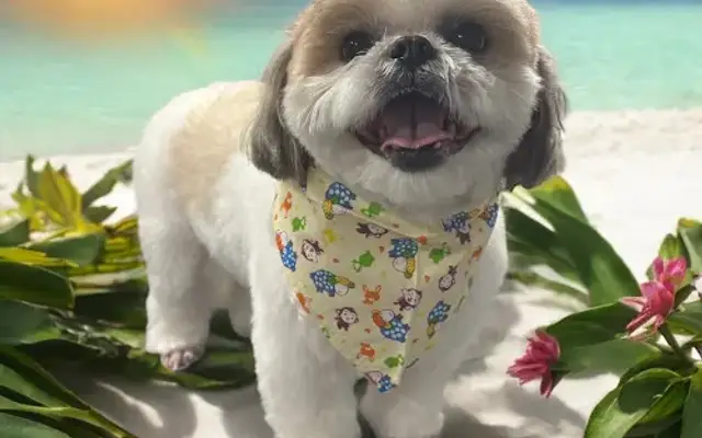 Puddle Paws Mobile Grooming in Tampa, FL