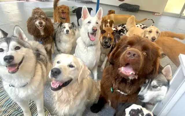 The Ulti-Mutt Academy, LLC in East Hampton, CT