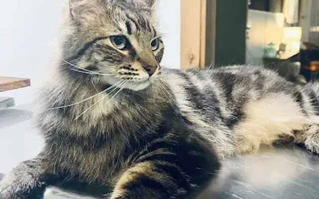 The Catnip Getaway in Bonners Ferry, ID