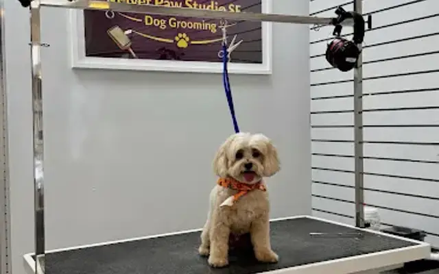 Studio Velvet Paw SF in Tiburon, CA