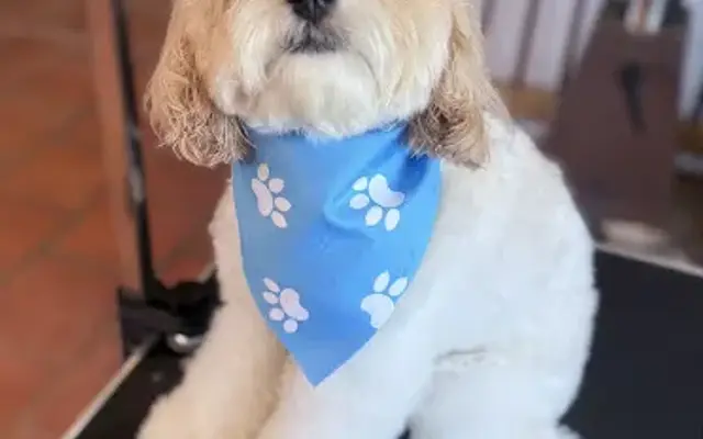Golden Spa LLC Pet Grooming in East Palestine, OH