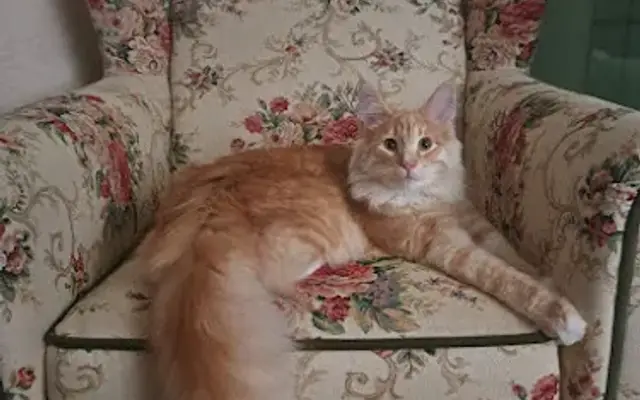 Norwegian Forest Cat's for Adoption in Phoenix, AZ