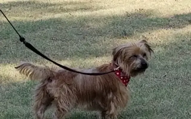 K-9 Korral in Weatherford, OK