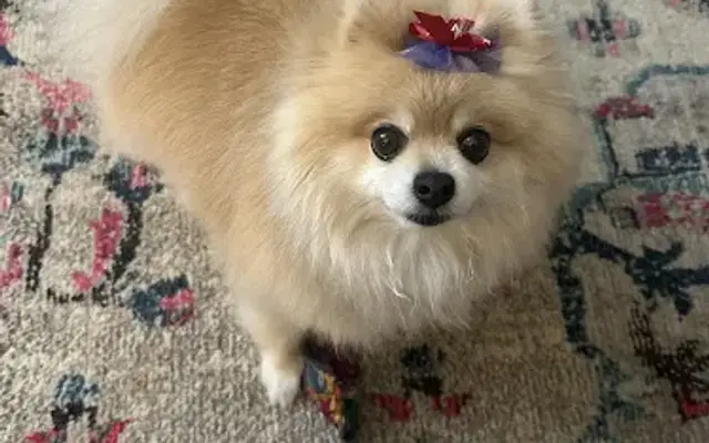 Calling All Dogs, LLC in Loganville, GA