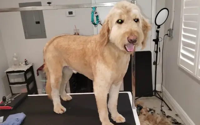 Brittany's Pawperfect Dog Grooming in Vero Beach, FL