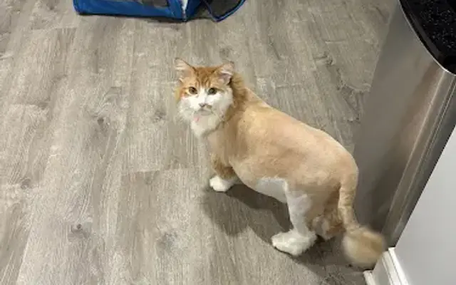 Grooming By JNiyah in Madison, WV