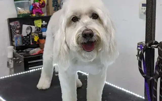 Elk Grove Mobile Dog Grooming in Folsom, CA