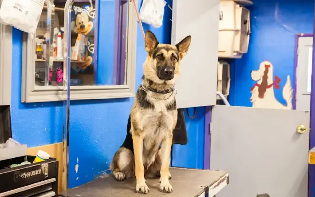 Pride'n Joy Pet Care Center in Sherman Oaks, CA