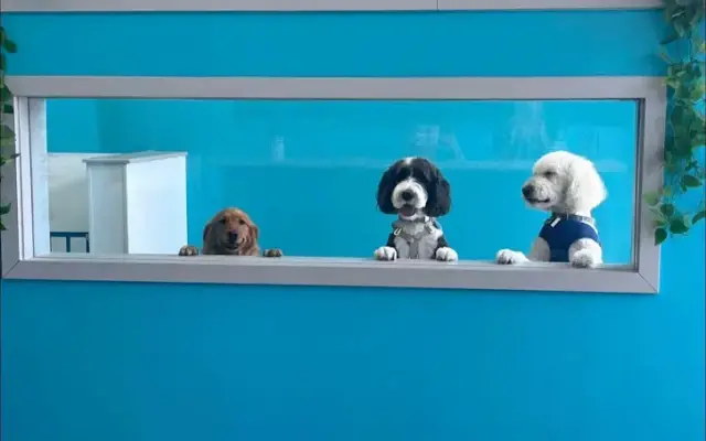Elite Paw Spa in Mesa, AZ