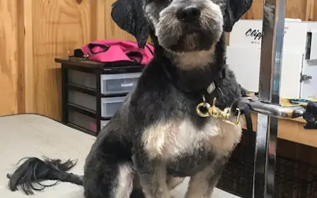 Pup Cuts Grooming LLC in Palmyra, PA