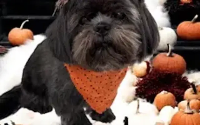 Mutha Fluffers Dog Grooming in Denton, MD