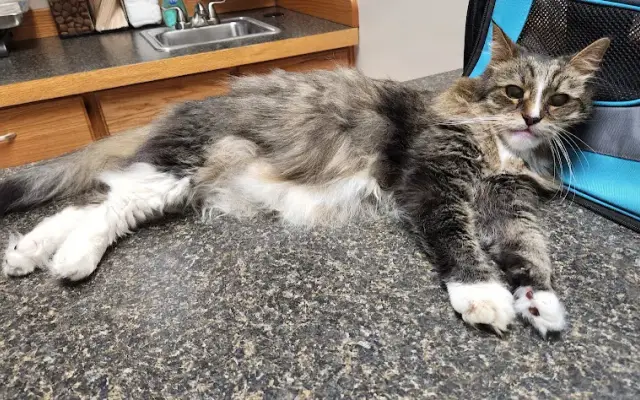 Port Salerno Animal Hospital in Stuart, FL