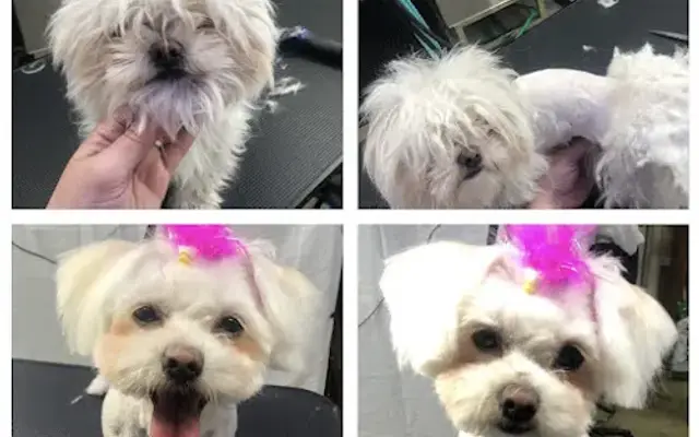 The Foofie Pet in Tracy, CA