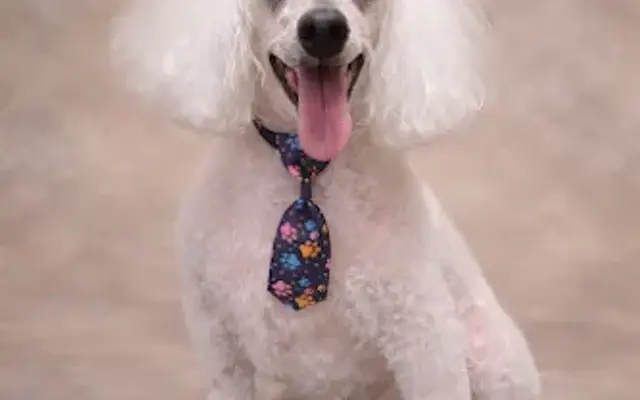 Elly May's Pet Salon, LLC in Lytle, TX