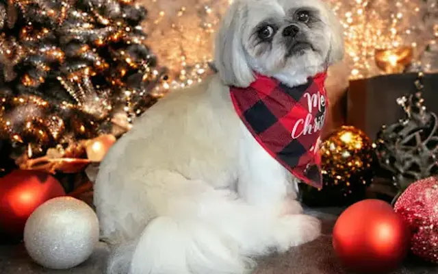 Sonya's Grooming in Calhoun Falls, SC
