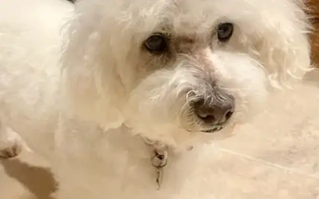 The Spotless Dog Mobile Grooming in Port Hueneme, CA