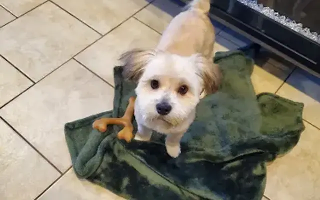 PetSmart Grooming in Burbank, IL