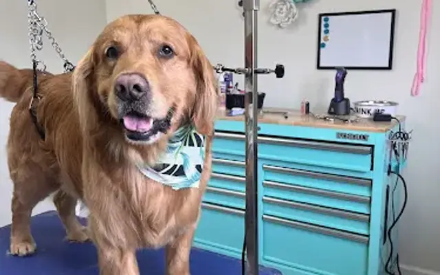 Groomingdale's Pet Styling & Spa in Utica, NY