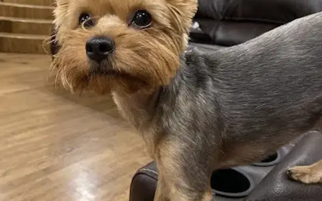 Malissa's Grooming in Pryor, OK