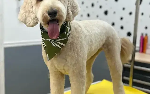 Fresh as a Daisy Dog Spaw in Jersey Shore, PA
