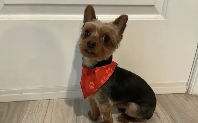 Brea Best Dog Grooming & Daycare in Brea, CA