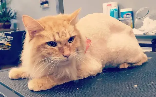 Pawz N Clawz Pet Salon in Allegan, MI