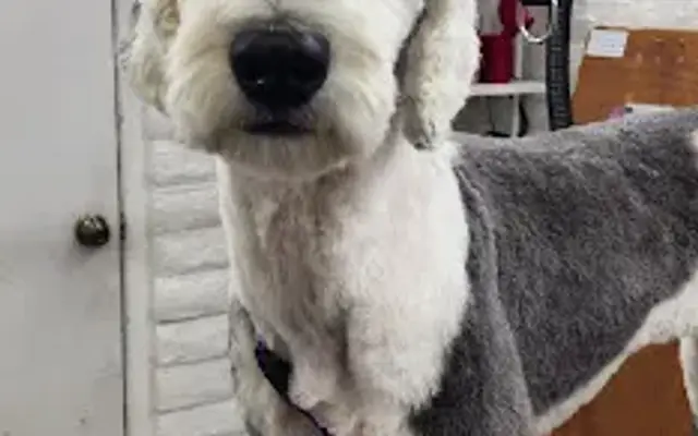 Moon Valley Pet Salon in Phoenix, AZ