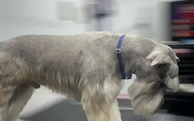 TailsRus mobile Pet Grooming. in Houston, TX