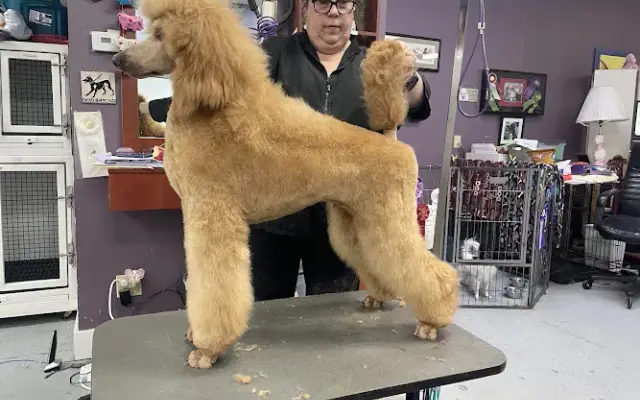 Feldspar Pet Spa in Davis, CA