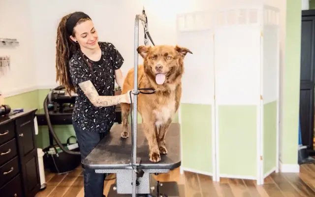 Wag Dog Spa in Falmouth, MA