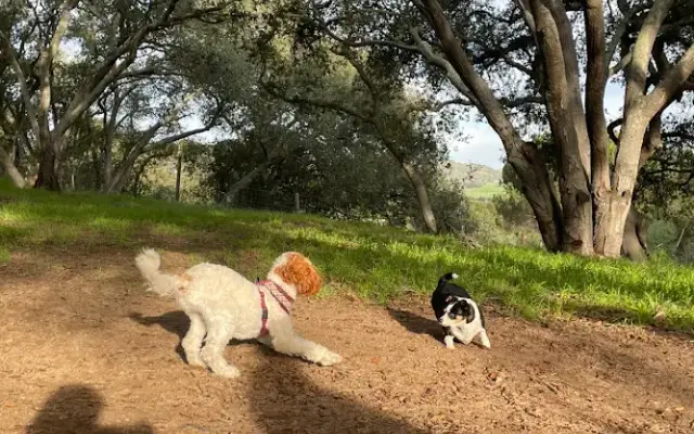 Love Dogs Camp (By appt.only) in Arroyo Grande, CA