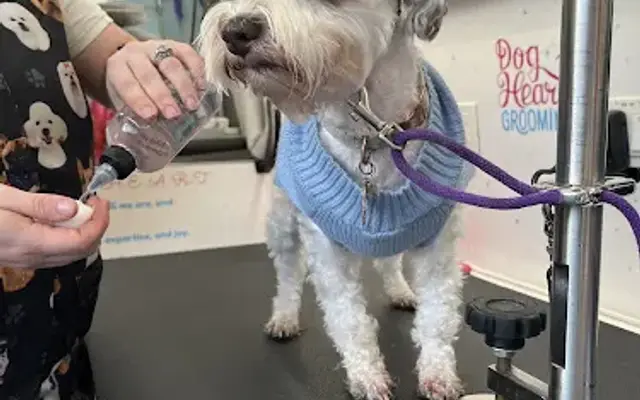 Dog Heart Grooming in Leander, TX