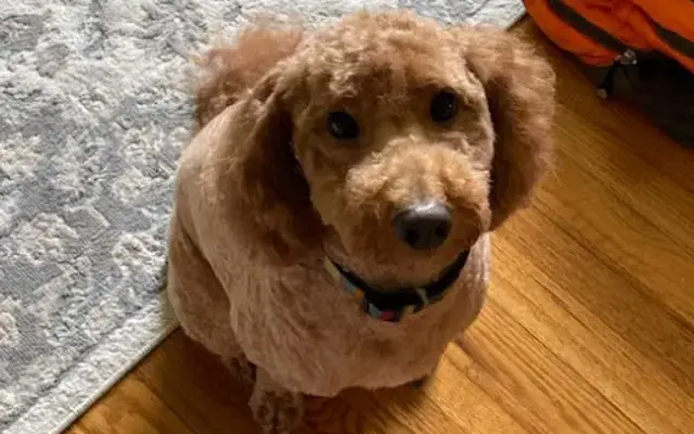 Pretty Pet Parlor in Kingston, NY